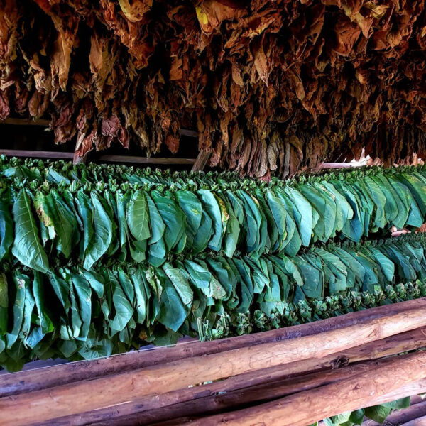 Viñales