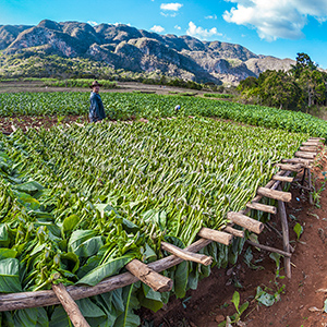 viñales